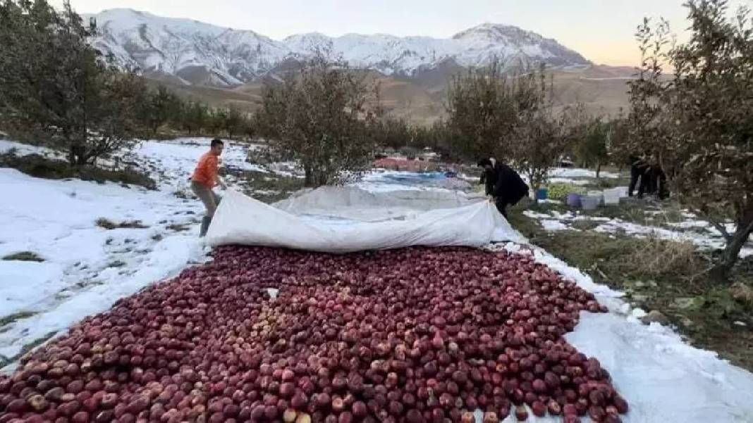 Türkiye’nin en kalitelisi orada yetişiyor! Yılın son hasadı yapıldı: Hem antioksidan deposu hem kalp dostu 6